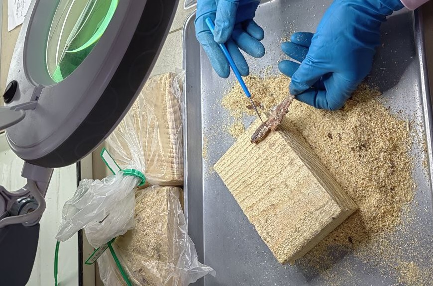 Амурским филиалом ФГБУ «НЦБРП» исследовано 160 тыс. куб. м лесоматериалов на экспорт в Китай