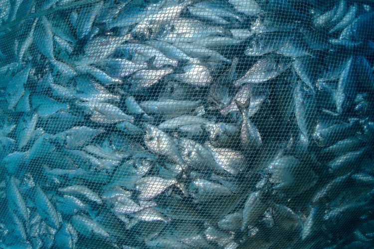  Исследование микробиома рыб выявило скрытого паразита