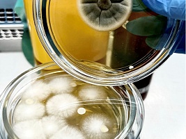 Амурский филиал ФГБУ «НЦБРП» обнаружил превышение микроорганизмов и бактерии группы кишечной палочки в блинах с начинкой